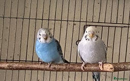 Budgerigars birds for sale: 6 Budgies  - Image 3