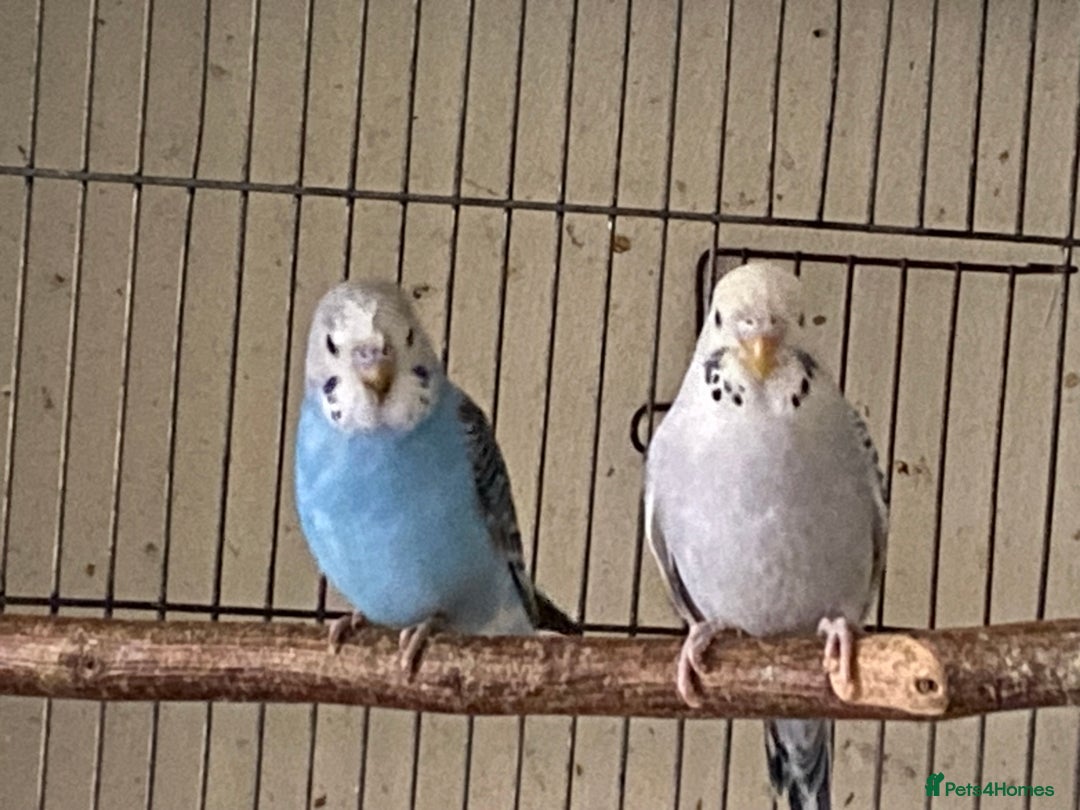 Budgerigars birds for sale: 6 Budgies  - Image 3