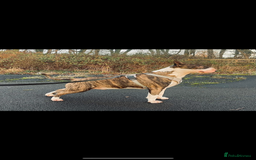English Bull Terrier dogs for sale: English Bull Terrier pups - Image 8