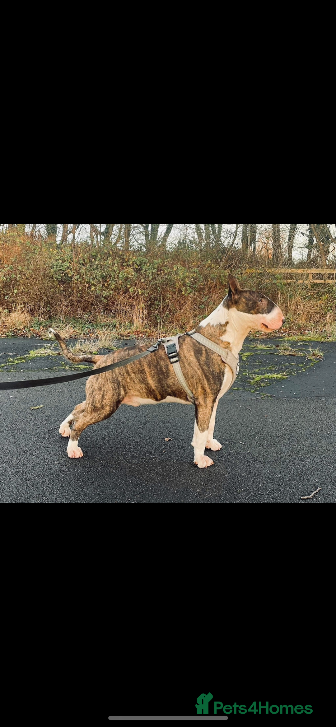 English Bull Terrier dogs for sale: English Bull Terrier pups - Image 8