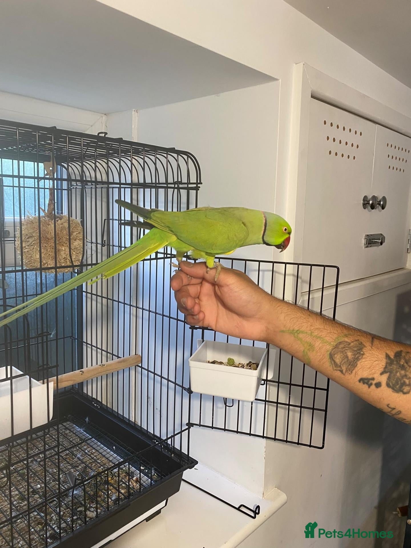 Parrots birds Beautiful male ringneck talking parrot  - Advert 1