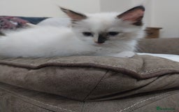 Ragdoll cats for sale: 2 Beautiful Ragdoll girls for sale - Image 7