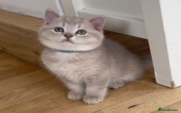 British Shorthair cats for sale: GCCF British Shorthair Kittens– Champion Lines - Image 2