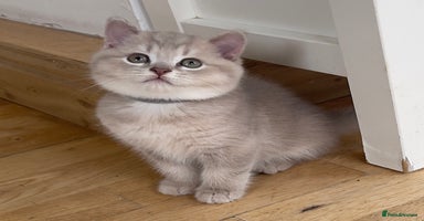 British Shorthair cats - Advert 15