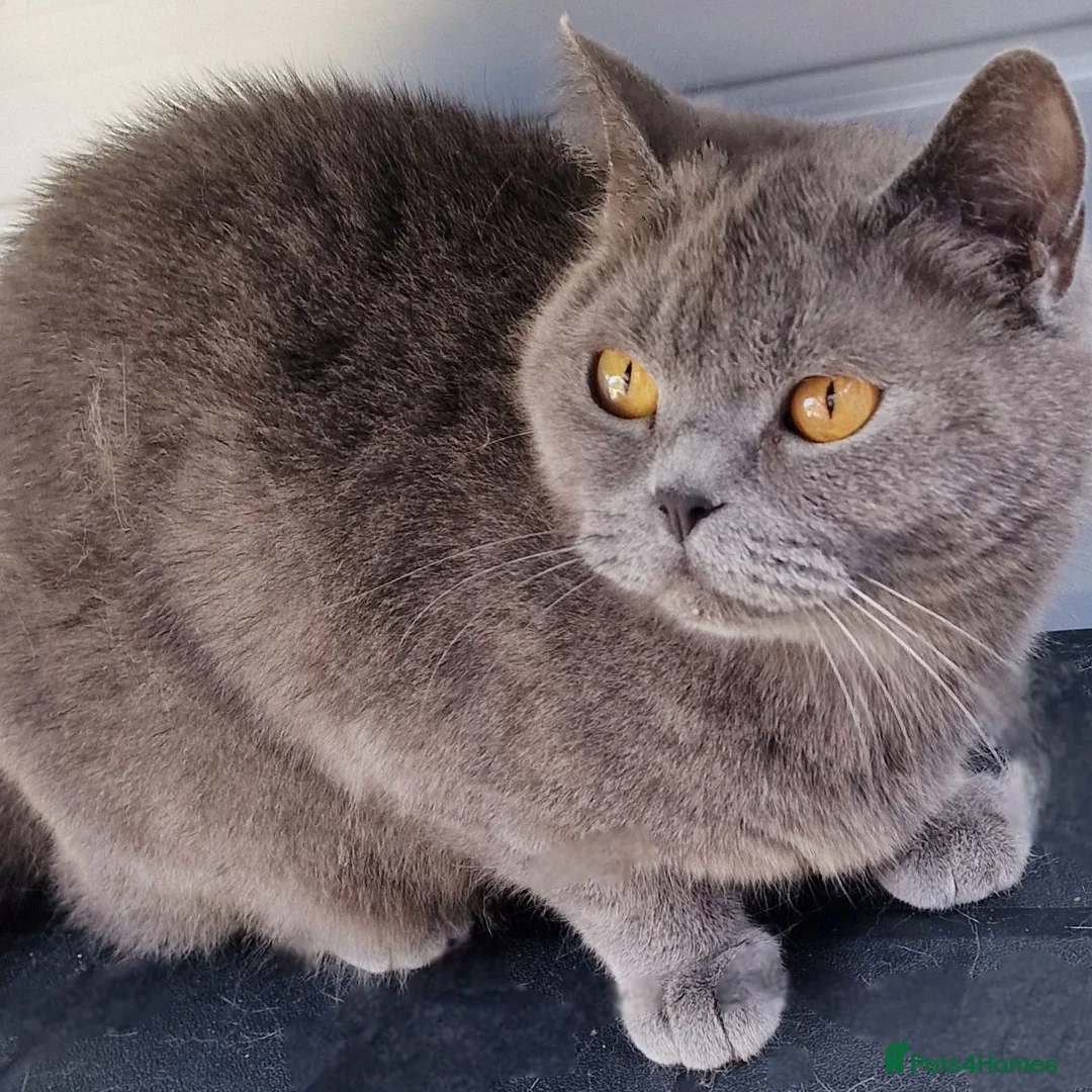 British Shorthair cats for sale: Gorgeous British Blue  Shorthaired girl  - Advert 3