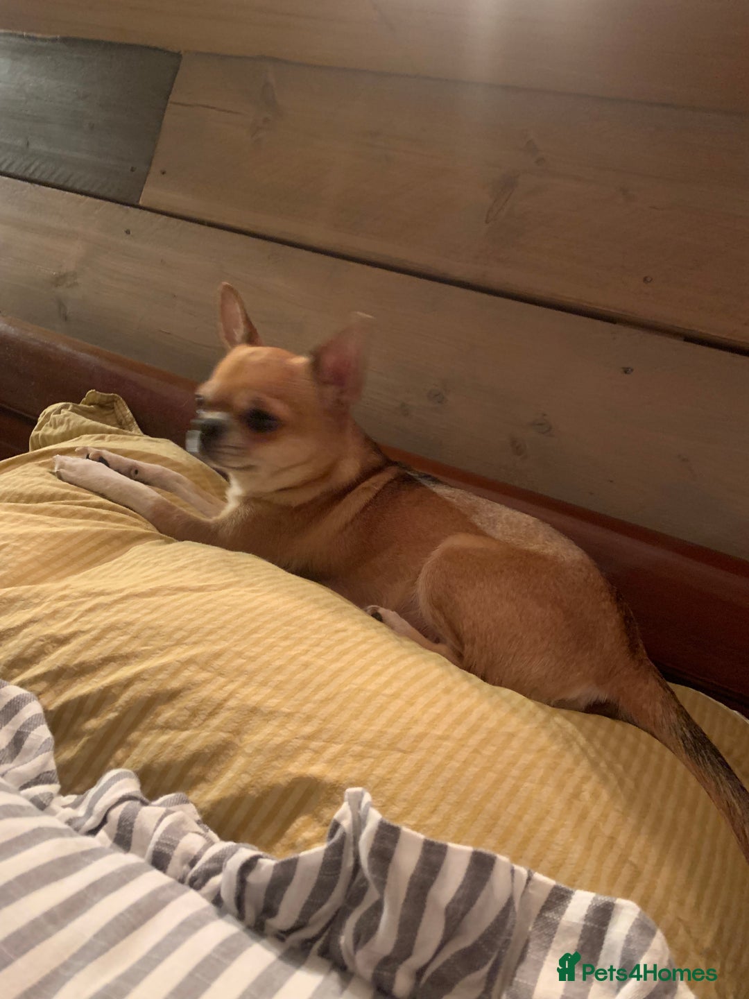 Chihuahua dogs for sale: ❤️ Last little boy ready for his forever home ❤️ - Advert 16