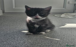 British Shorthair cats for sale: Lovely little British short haired kittens  - Image 9