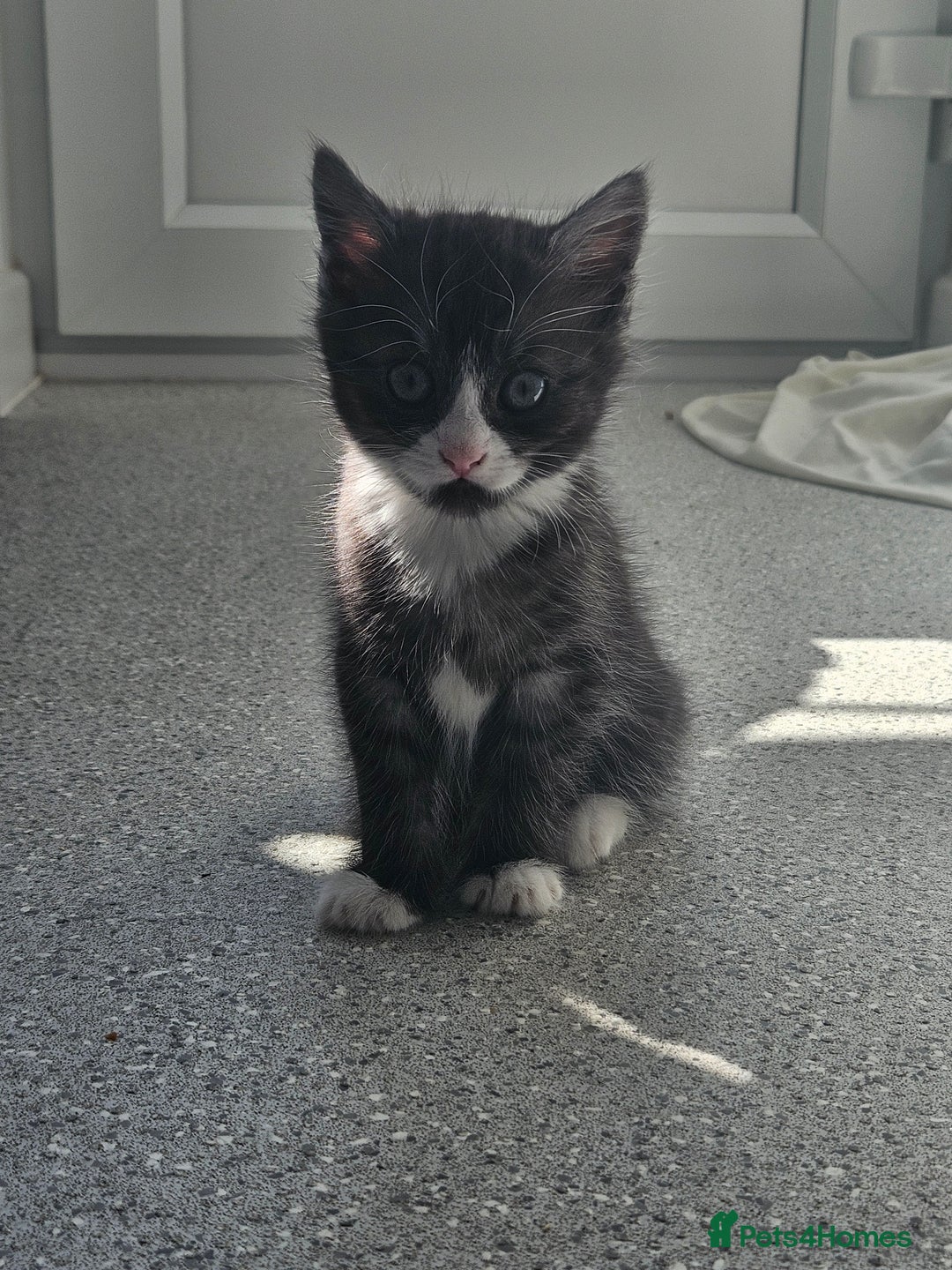 British Shorthair cats for sale: Lovely little British short haired kittens  - Image 9