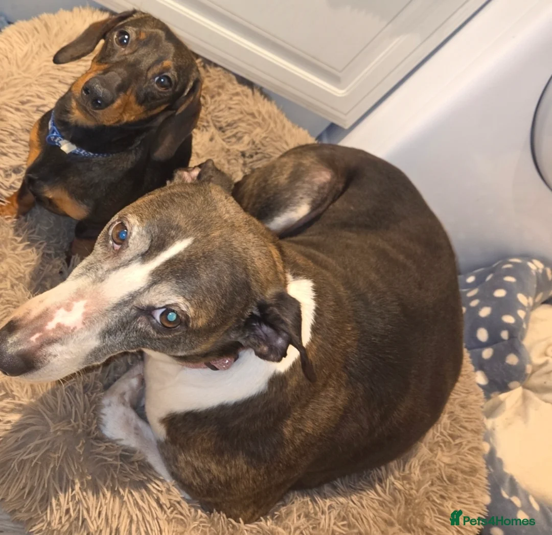 Dachshund dogs for sale: Dachsund puppy looking for his forever home - Advert 13