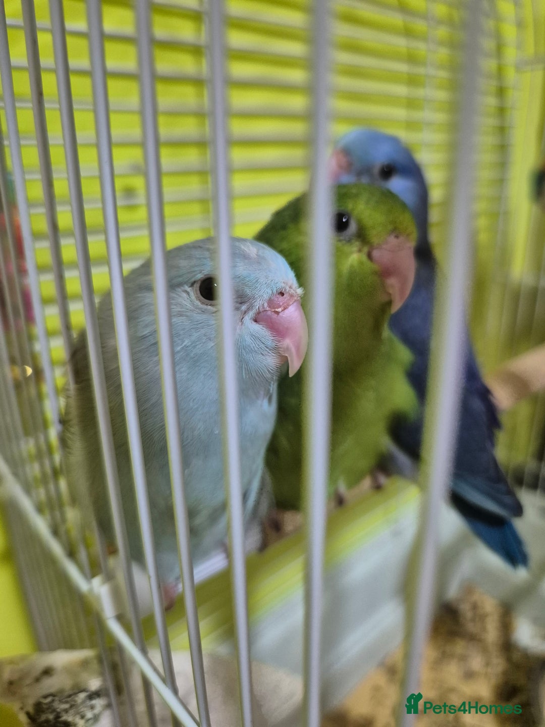 Parrots birds for sale: parrotlet babies - Advert 2