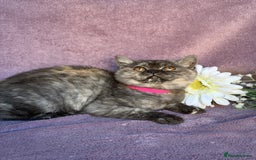 British Shorthair cats for sale: BSH adorable red tabby/ chocolate/ bicolour  - Image 10