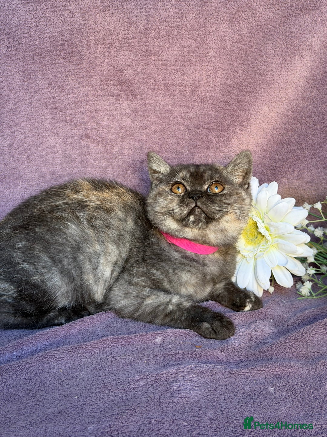 British Shorthair cats for sale: BSH adorable red tabby/ chocolate/ bicolour  - Image 10