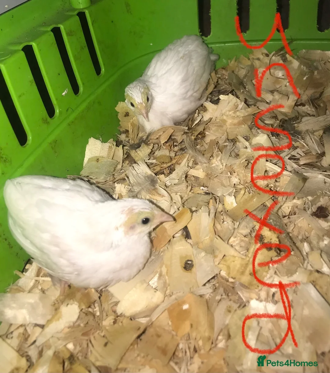 Quail poultry for sale: CHINESE PAINTED BUTTON QUAILS & VIVARIUM ! - Advert 1