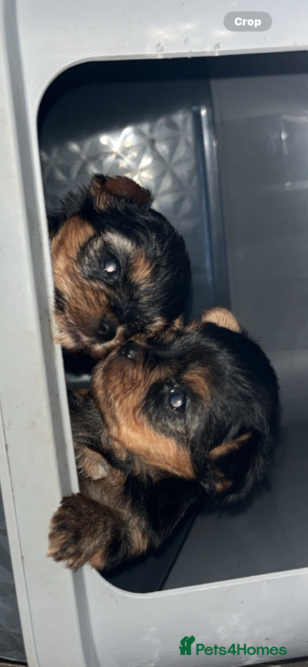 Yorkshire Terrier dogs for sale: Beautiful pure Yorkshire terriers puppy’s  - Advert 13