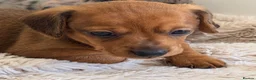 Miniature Dachshund dogs for sale: KC PRA Clear Champion Line Dapple Mini Dachshunds  - Advert 7