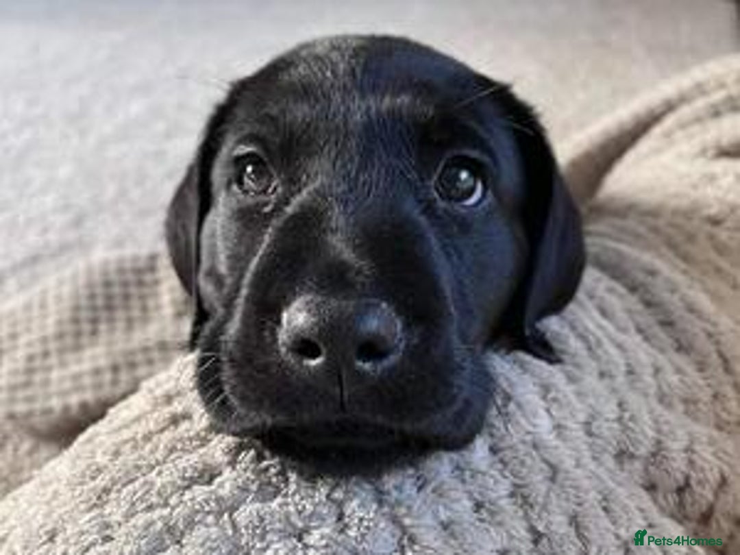 Labrador Retriever dogs for sale: 2 x KC Working Black Labrador Boys Available Now - Advert 1