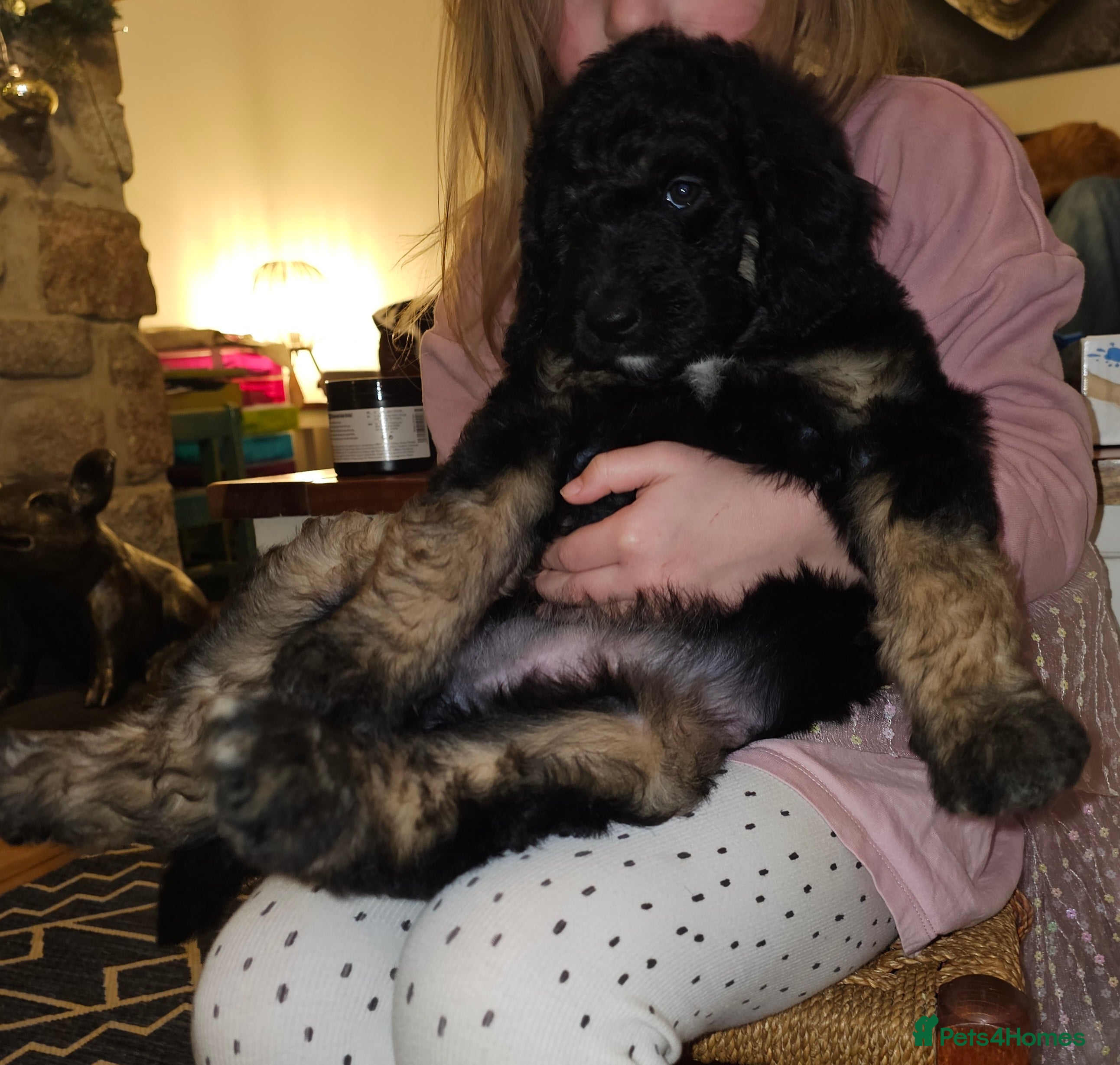 Bernedoodle dogs Ready to leave next week ❤️ Health tested  - Advert 14