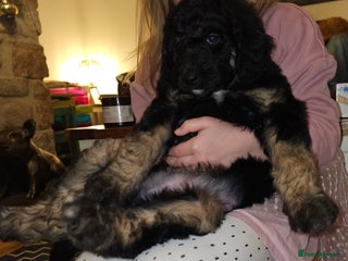 Bernedoodle dogs Ready to leave next week ❤️ Health tested - Advert 14