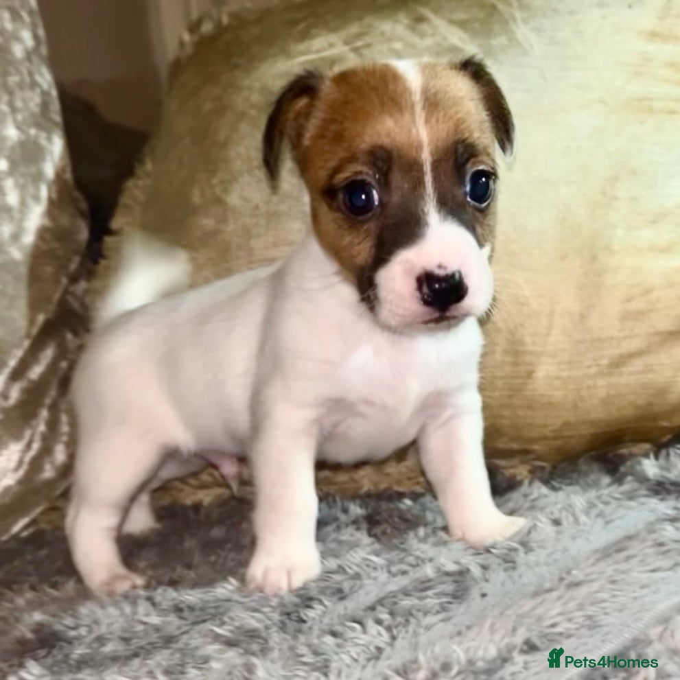 Jack Russell dogs Miniature jack Russel puppies ready for new home ! - Advert 5