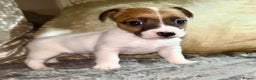 Jack Russell dogs for sale: Miniature jack Russel puppies ready for new home ! - Advert 1