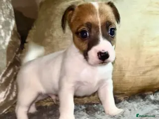 Jack Russell dogs Miniature jack Russel puppies ready for new home ! - Advert 15