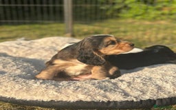 Cocker Spaniel dogs for sale: STUNNING Rizi Bizi sired Cocker puppies DNA Tested - Image 20