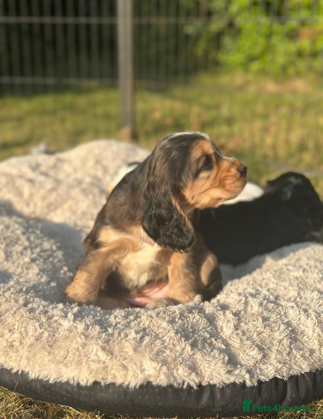 Cocker Spaniel dogs for sale: STUNNING Rizi Bizi sired Cocker puppies DNA Tested - Image 20
