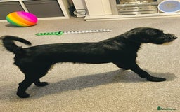 Mixed Breed dogs for sale: Female Jackapoo  - Advert 1