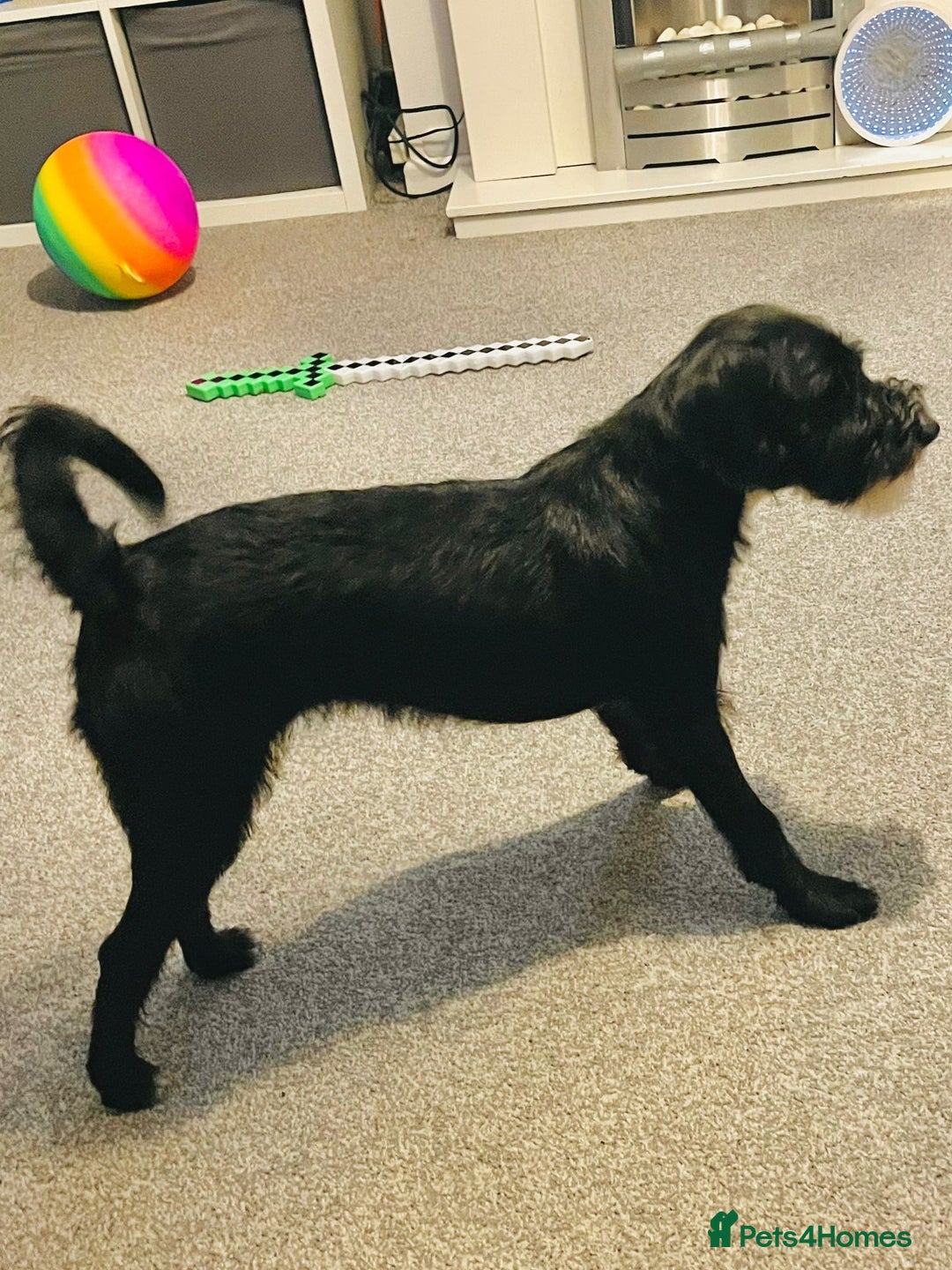 Mixed Breed dogs for sale: Female Jackapoo  - Advert 1