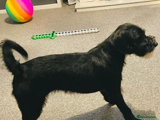 Mixed Breed dogs for sale: Female Jackapoo - Advert 1