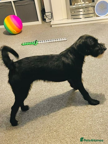 Mixed Breed dogs Female Jackapoo - Advert 1