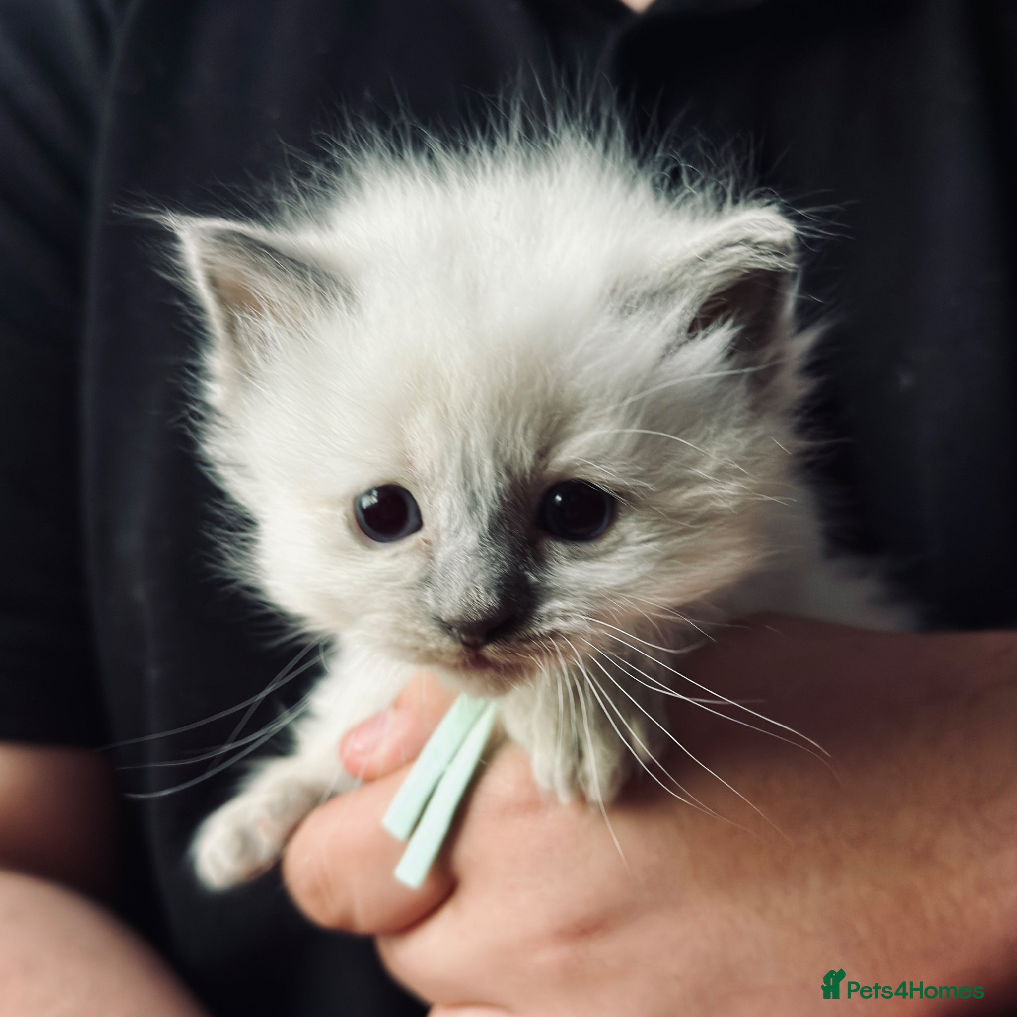 Ragdoll cats for sale: Gorgeous Blue Point purebred Ragdoll Kittens - Advert 8