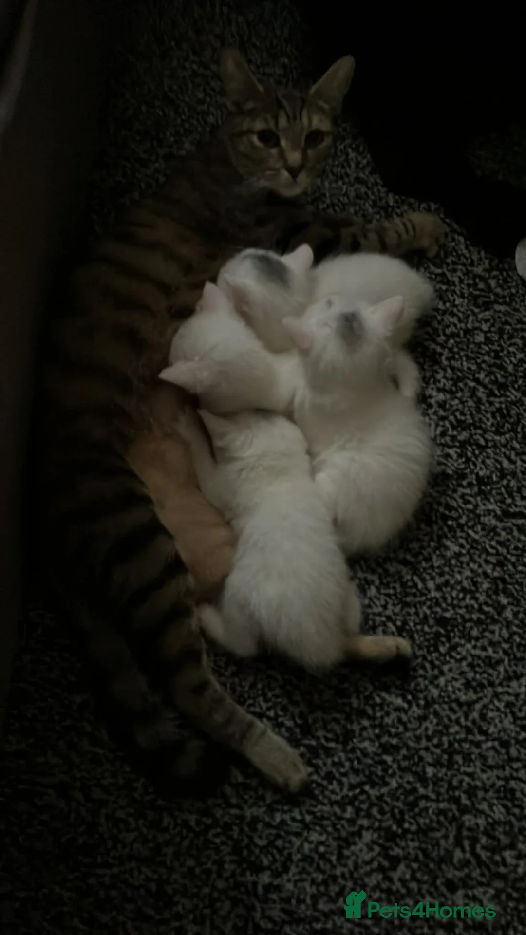 Turkish Angora cats for sale: **READY TO LEAVE** 1 Male Turkish Angora Kitten - Advert 2