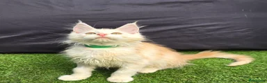Green Collar Boy 