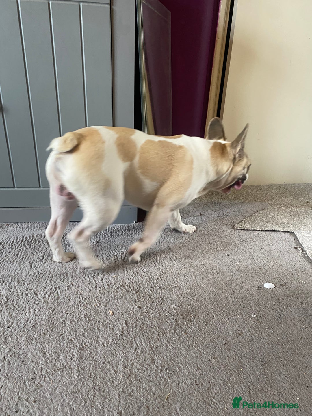 French Bulldog dogs for sale: Rehoming one year old French bulldog - Image 11