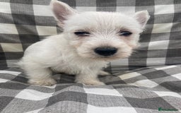 West Highland Terrier dogs for sale: West highland terrier  - Image 2