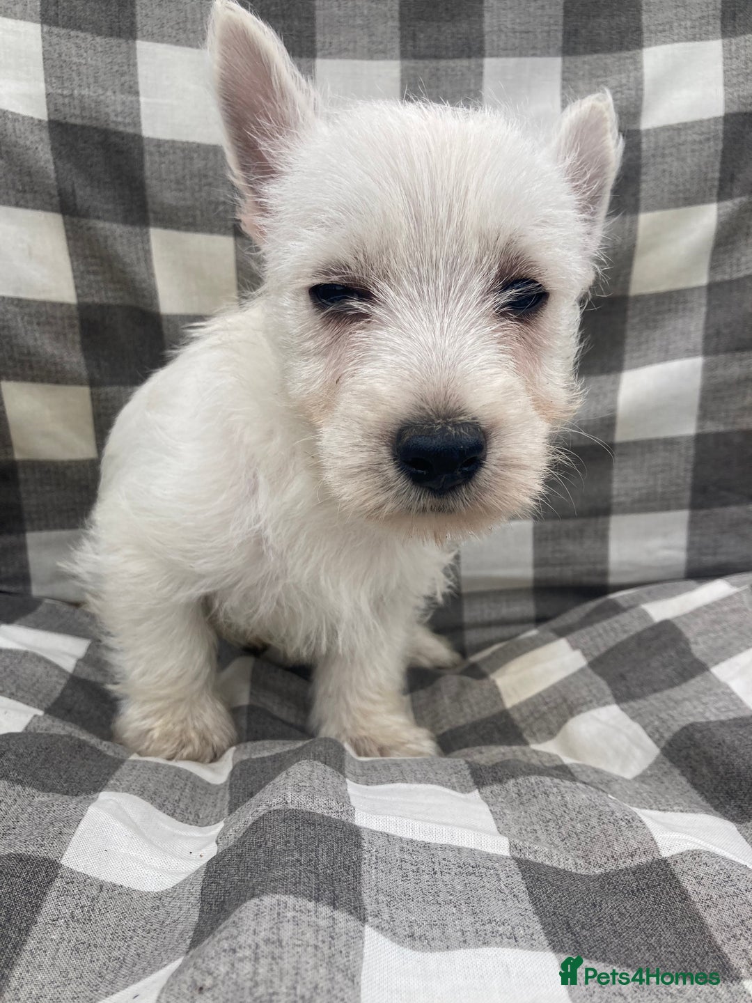 West Highland Terrier dogs for sale: West highland terrier  - Image 2