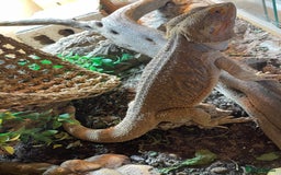 Bearded Dragon reptiles for sale: Bearded Dragon 20 months old  - Image 3