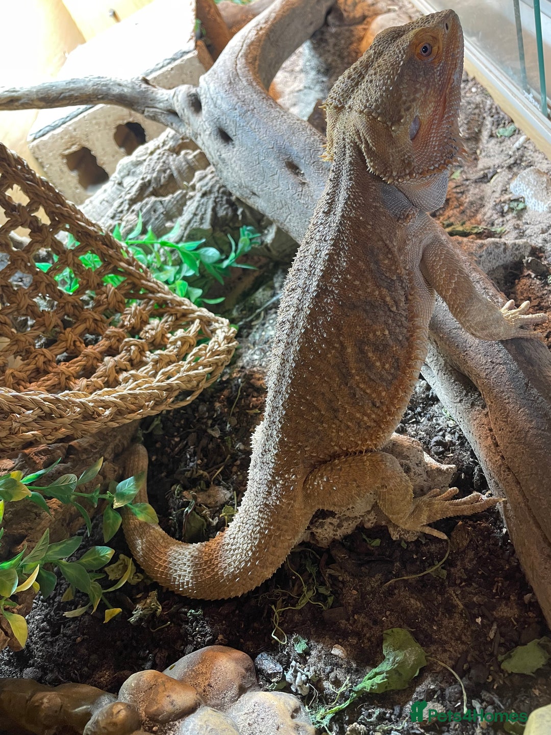 Bearded Dragon reptiles for sale: Bearded Dragon 20 months old  - Image 3