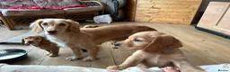 Cocker Spaniel dogs for sale: *upcoming litter* cocker spaniel  - Advert 3