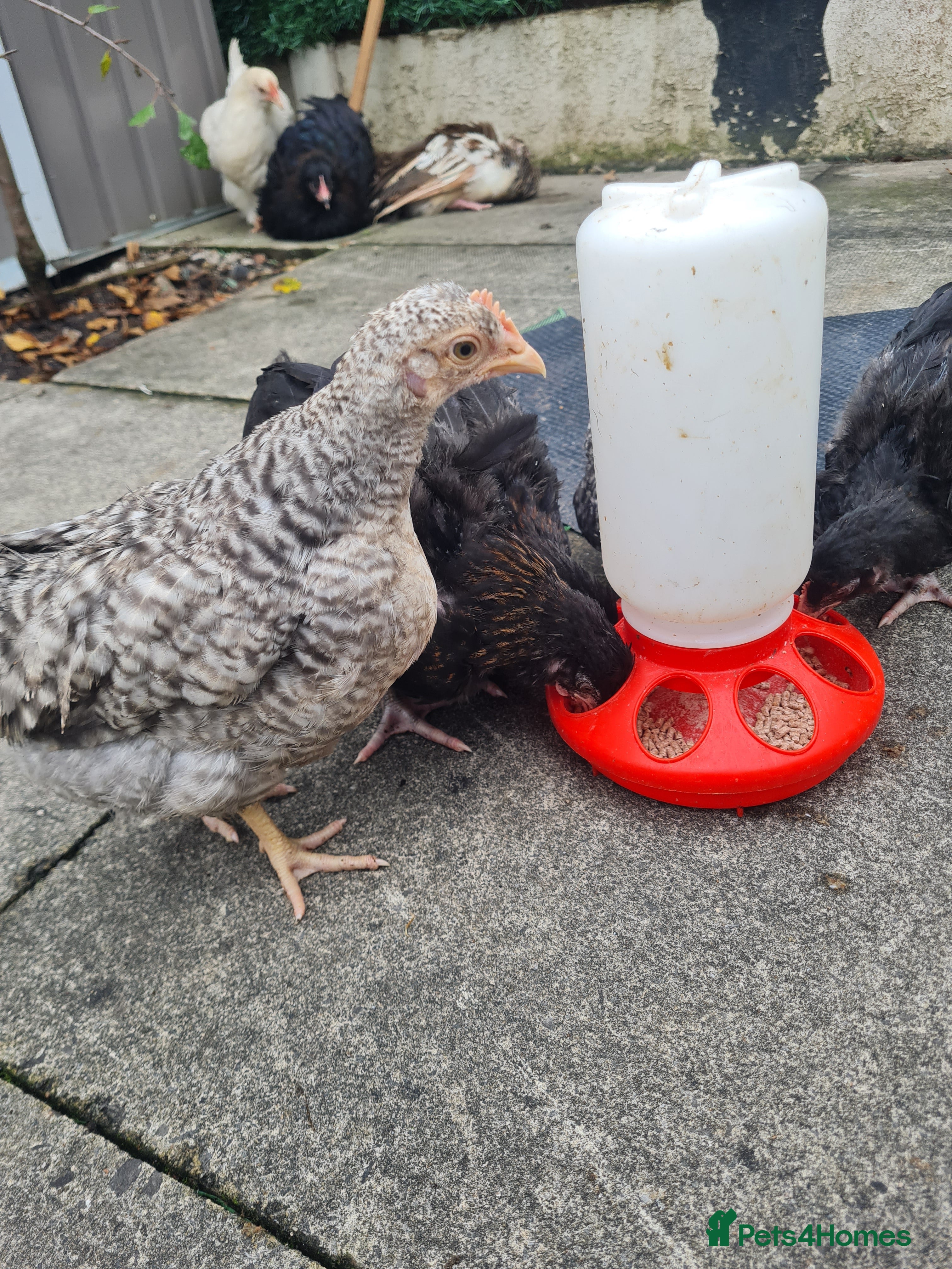 Chickens poultry 10 week old poulets for sale - Advert 13