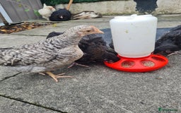 Chickens poultry for sale: 7 week old poulets for sale - Image 1