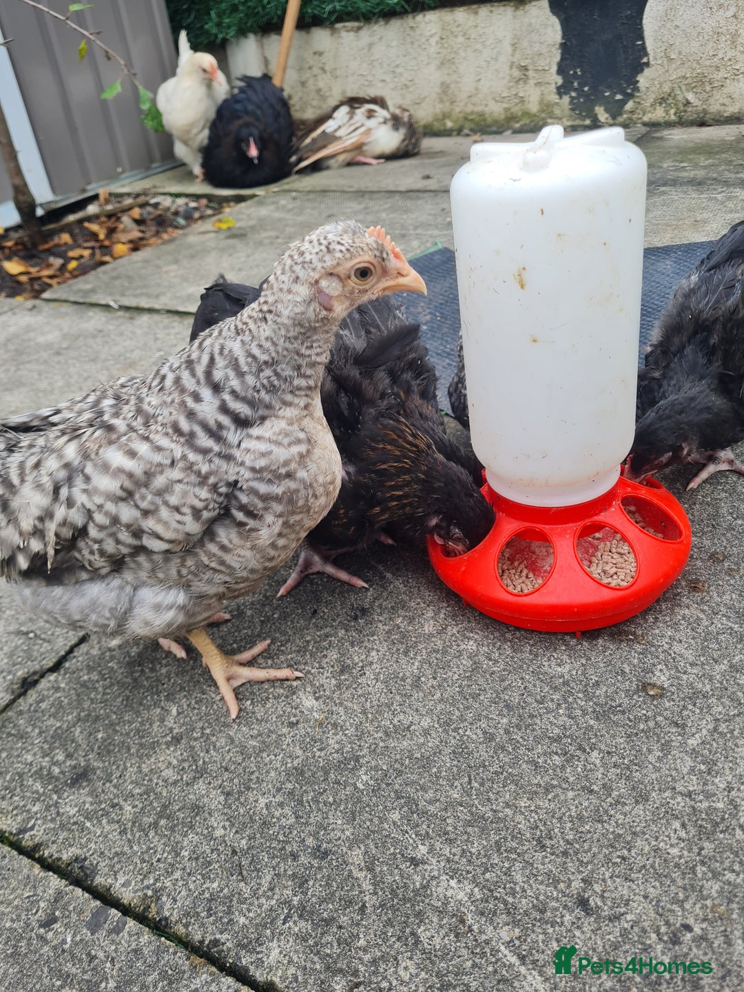Chickens poultry for sale: 7 week old poulets for sale - Image 1