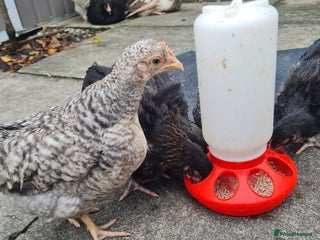 Chickens poultry - Advert 15