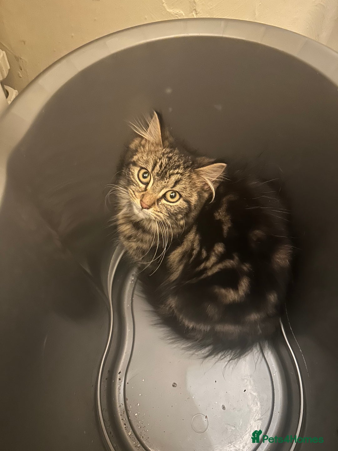 Domestic Shorthair cats for sale: Domestic shorthair kittens - Advert 2