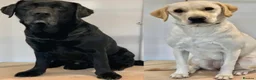 Labrador Retriever dogs for sale: KC Registered Labrador puppies - Advert 9