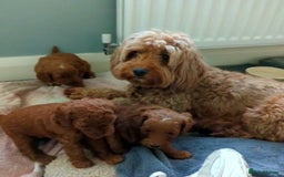 Miniature Poodle dogs for stud: ✅️DNA Test Red KC Miniature Poodle Stud Manchester in Manchester - Image 19