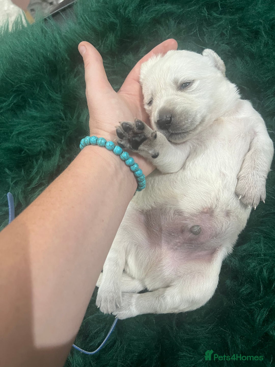 Goldador dogs for sale: Puppies- Goldadors (Golden retriever) (Labrador)  - Image 7