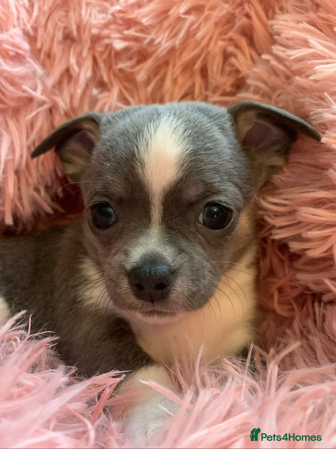 Chihuahua dogs for sale: Beautiful black & blue tri chihuahua puppies  - Advert 1