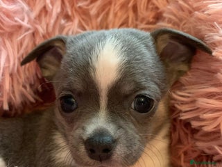 Chihuahua dogs Beautiful black & blue tri chihuahua puppies - Advert 1